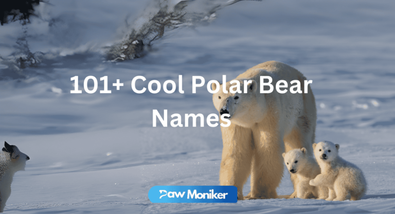 polar bear names