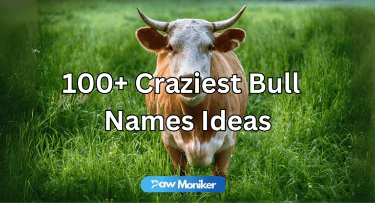 Craziest bull names