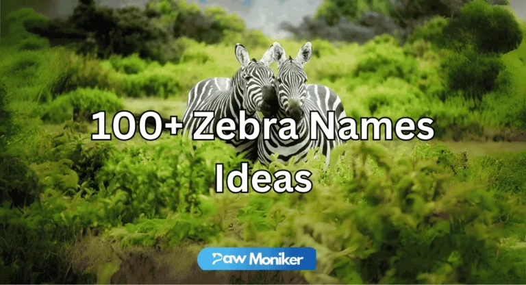 zebra names ideas