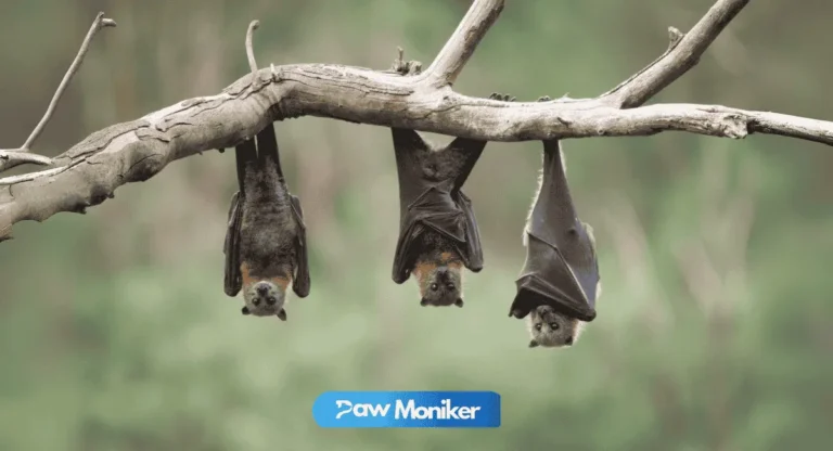 Bat Names ideas