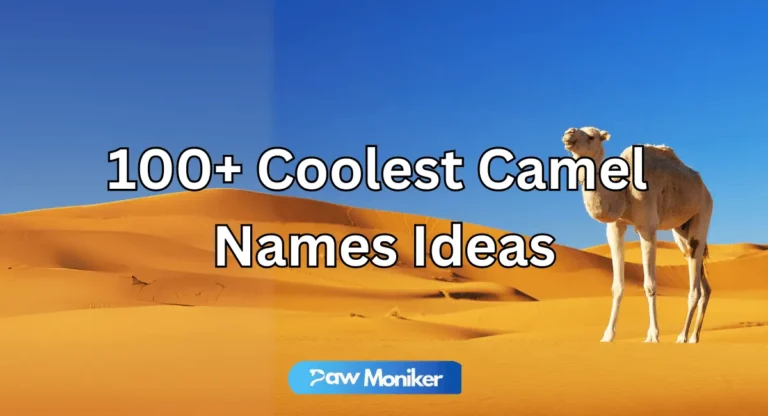 Cow Names100+ Coolest Camel Names Ideas