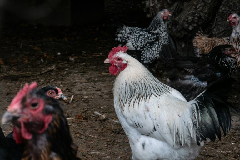 Best Rooster Names | braspera.online