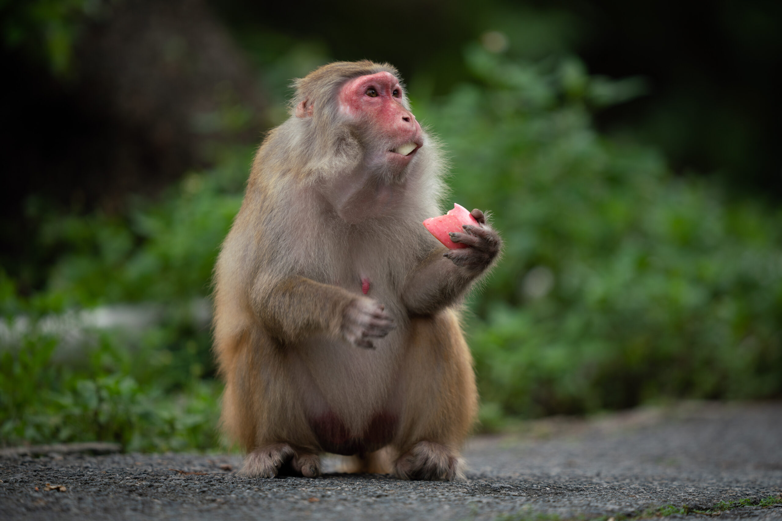 Monkey Names | Pet Moniker