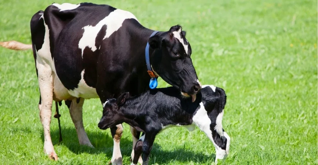 Cow Names | Paw Moniker