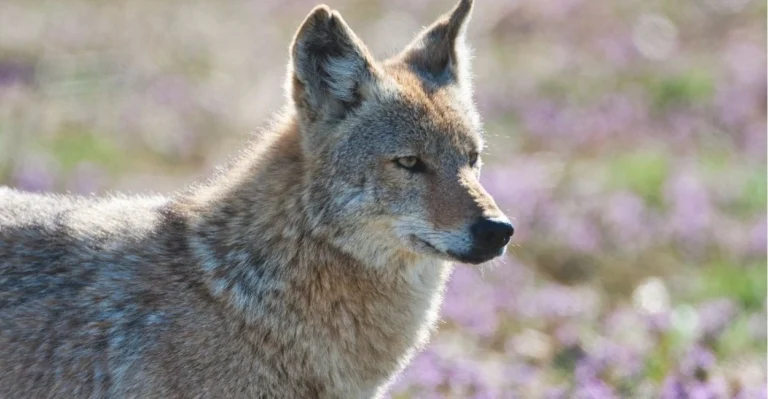 Coyote Names | Paw Moniker