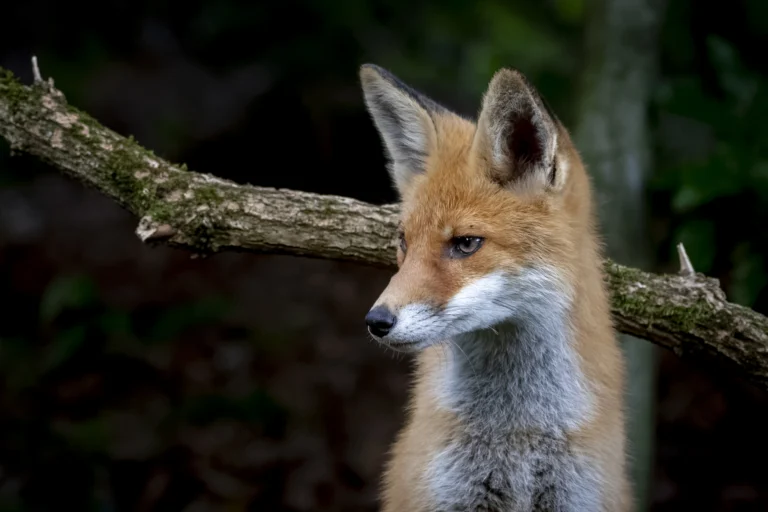 Fox Names | Paw Moniker