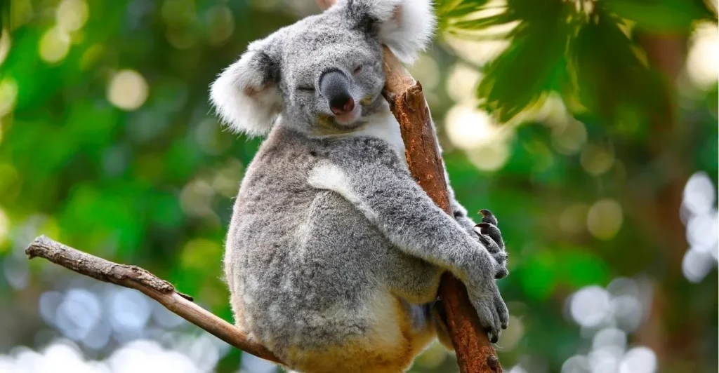 Koala Names | Paw Moniker