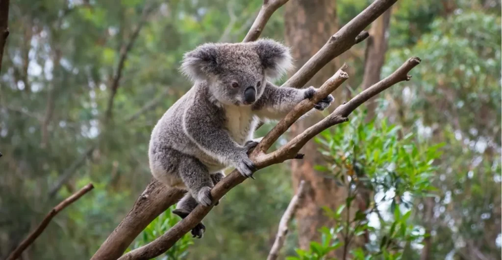 Koala Names | Paw Moniker