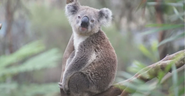 Koala Names | Paw Moniker