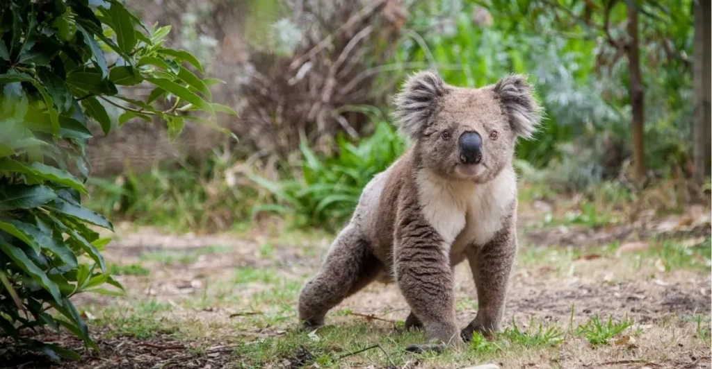 Koala Names | Paw Moniker