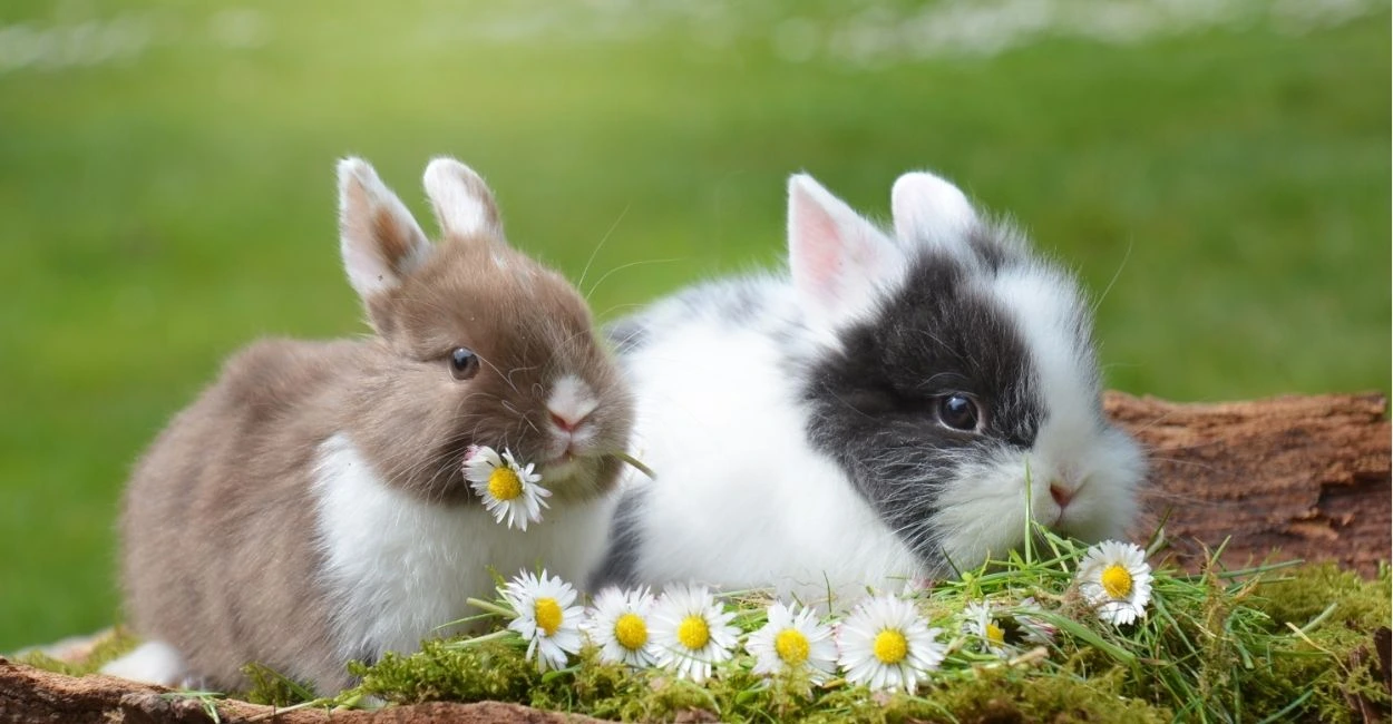 Rabbit Names | Paw Moniker