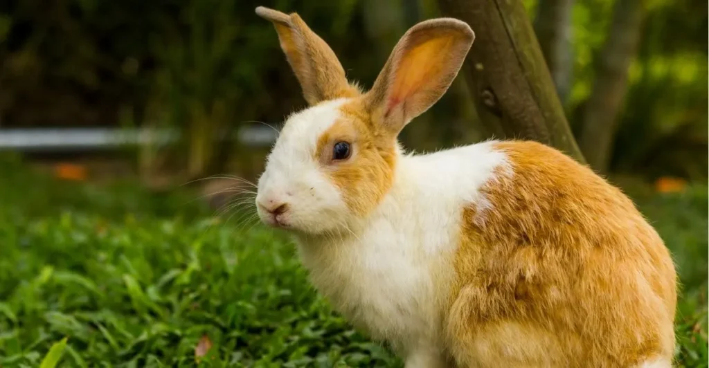 Rabbit Names | Paw Moniker