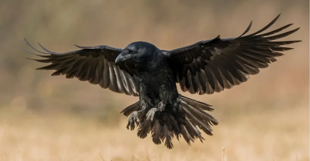 Raven Names | Paw Moniker