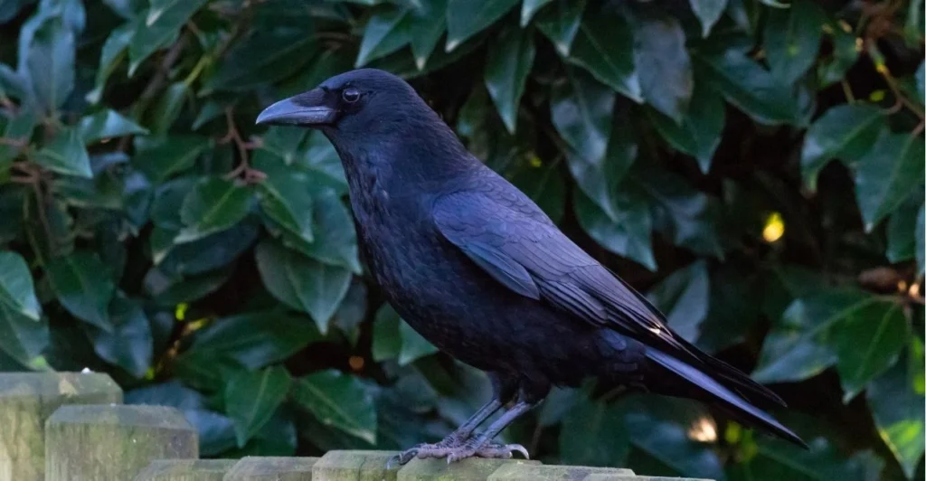 Raven Names | Paw Moniker