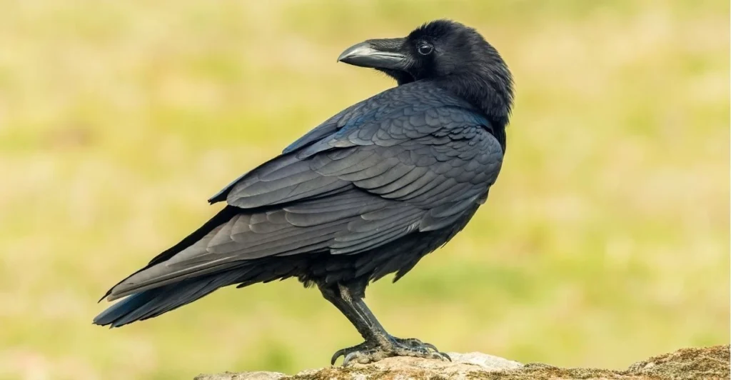 Raven Names | Paw Moniker