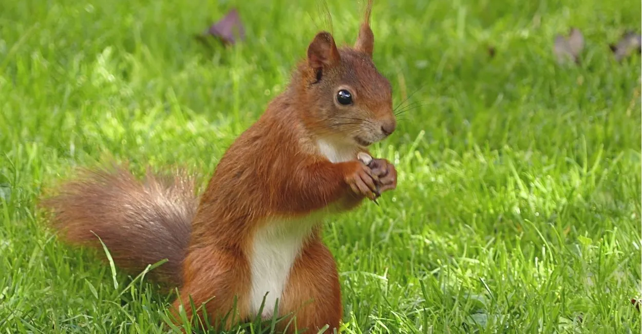 Squirrel Names | Paw Moniker