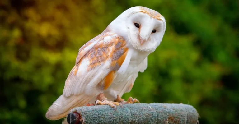 owl Names | Paw Moniker