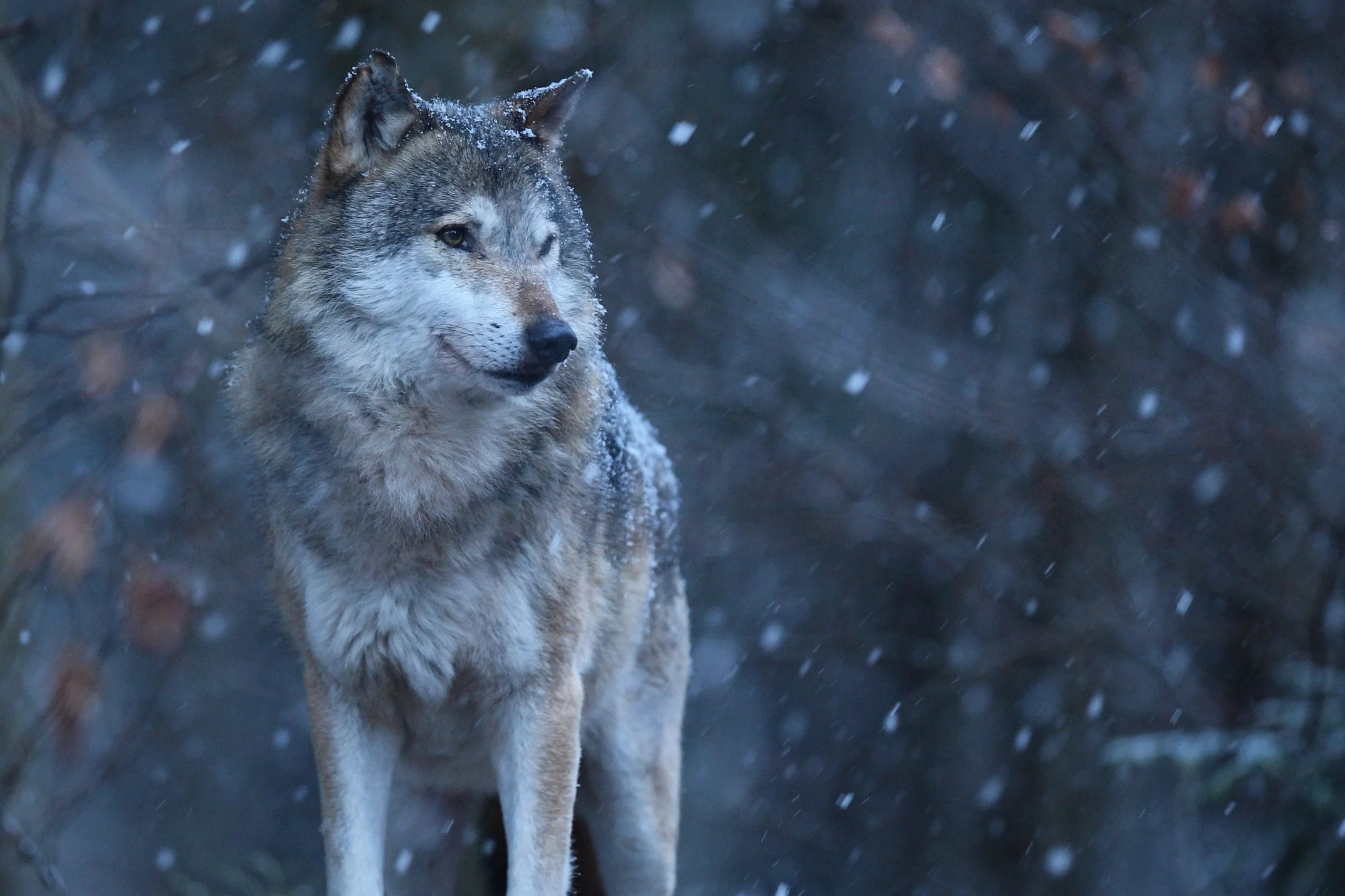 Wolf Names | Paw Moniker