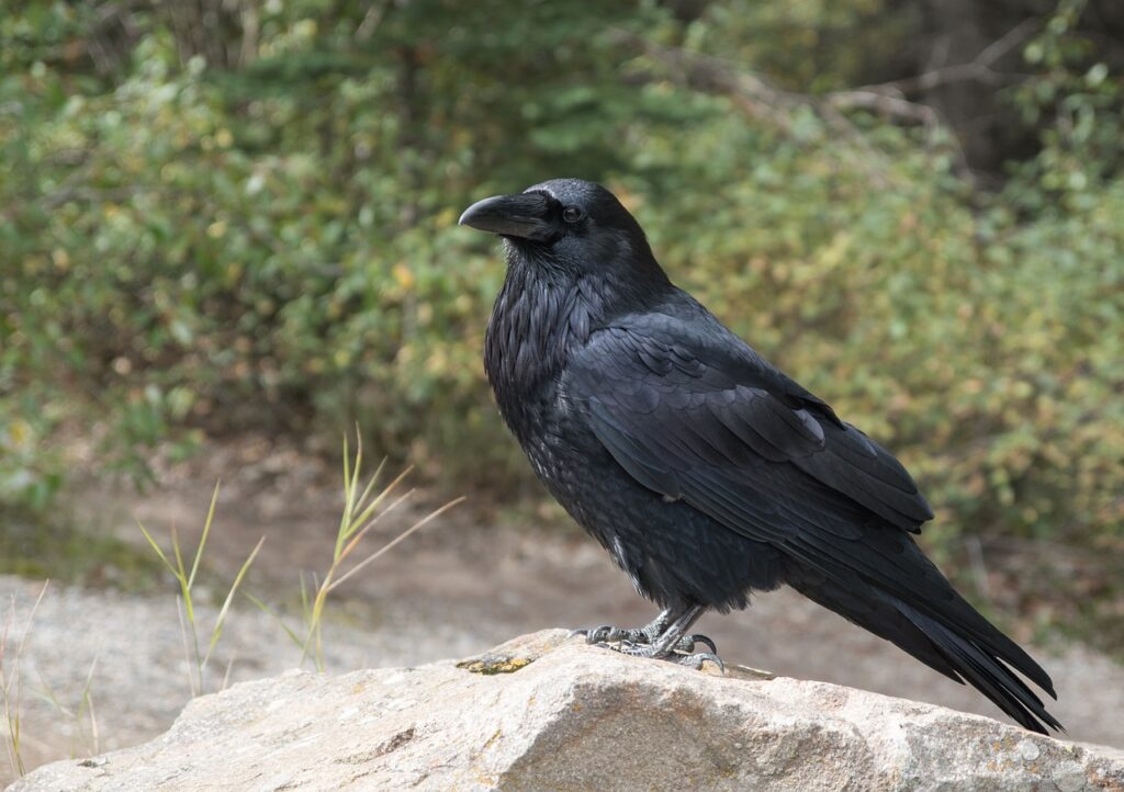 135+ Best Raven Names Ideas [Funny, Sweet]