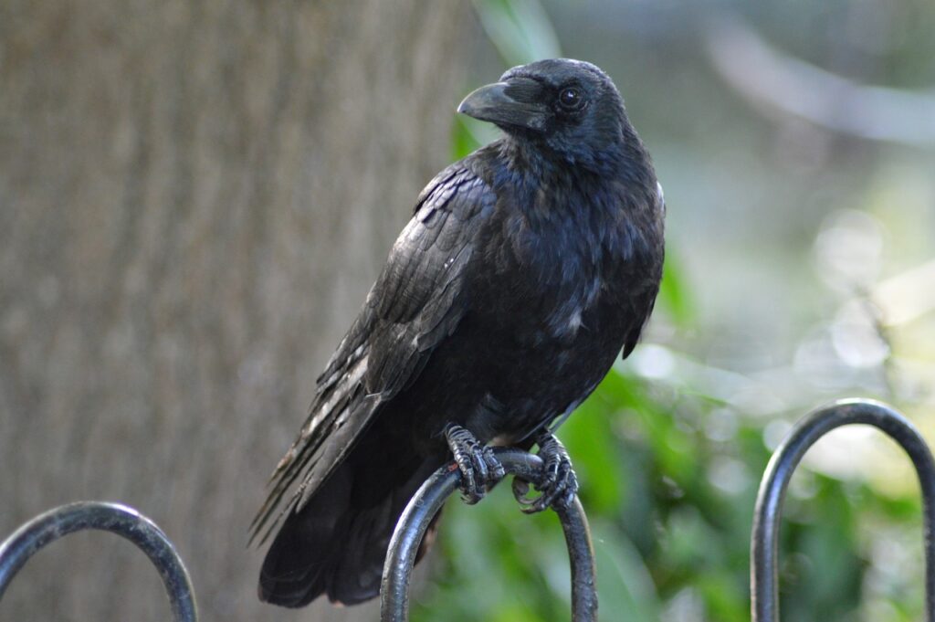 Raven Names | Paw Moniker