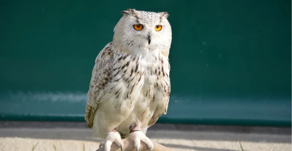 Owl Names | Paw Moniker