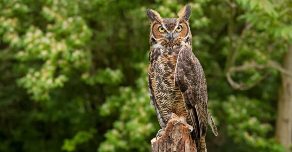 Owl Names | Paw Moniker