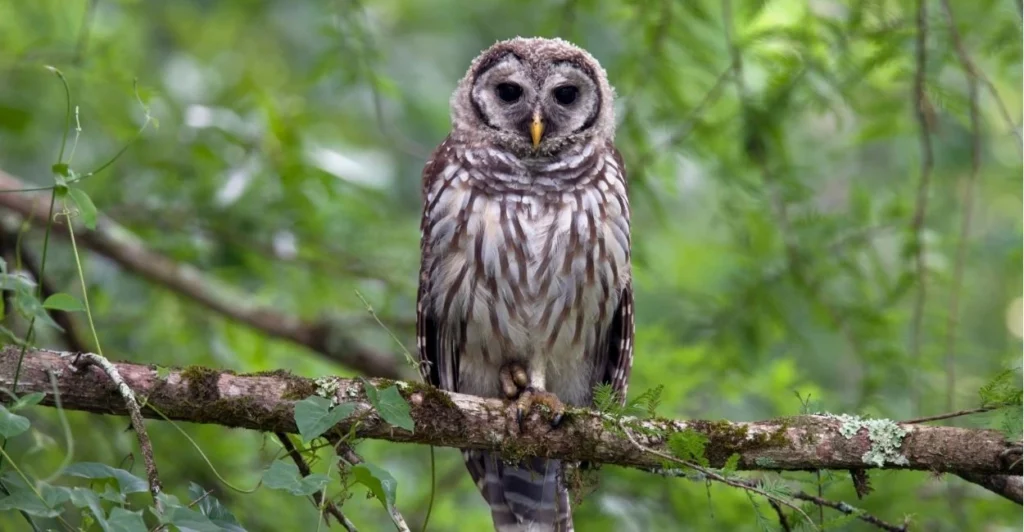 Owl Names | Paw Moniker